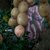 The Potato Days (Masaccio)